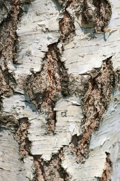 Tekstura Kory Drzewa Stary Szorstki Wzór Drewna Makro Obraz — Zdjęcie stockowe