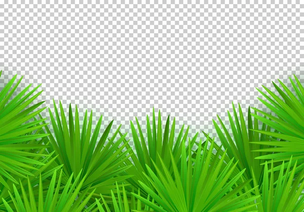 Vector Summer palm leaves on transparent background. Trendy tropical frame — Stock Vector