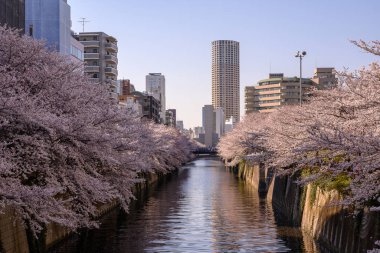 Sakura, Tokyo, Japonya 'dan geçen Meguro Nehri' nin kıyısında, Tennzu Adası yakınlarındaki Tokyo Körfezi 'ne çiçek açıyor..
