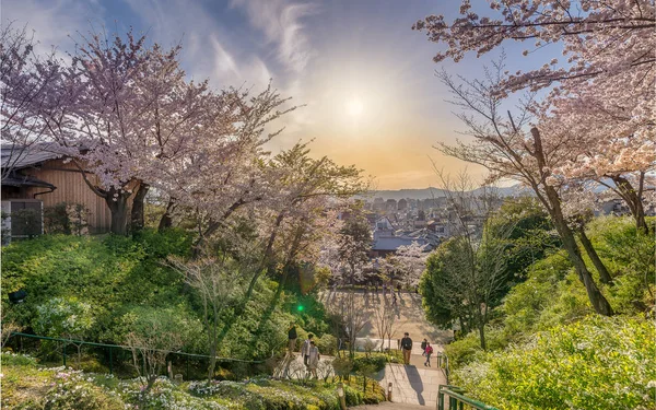 Günbatımı arka planında çiçek açan Sakura ağaçları, Japonya 