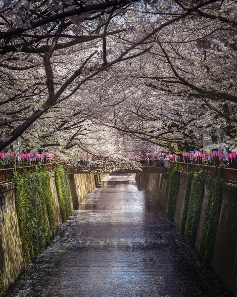 Sakura Kivirágzik Meguro Folyó Mellett Amely Tokión Japánon Keresztül Tennzu — Stock Fotó