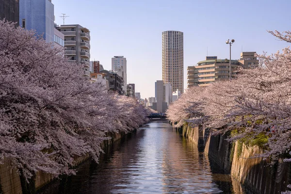 Sakura Kivirágzik Meguro Folyó Mellett Amely Tokión Japánon Keresztül Tennzu — Stock Fotó