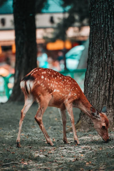 Japonya 'daki Nara Park' ta beyaz kuyruklu geyik.