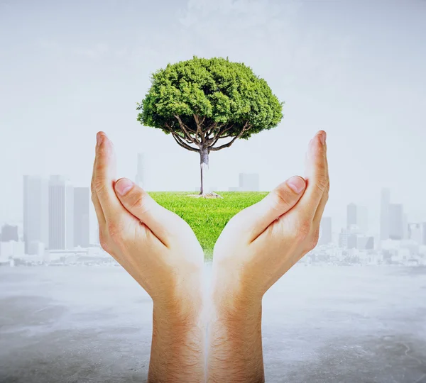 Manos sosteniendo el árbol verde en el fondo de la ciudad. Concepto de protección —  Fotos de Stock