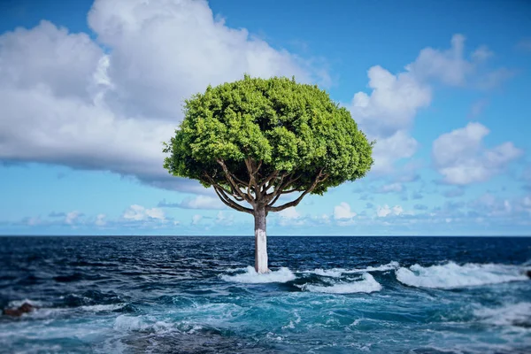 Tree in ocean — Stock Photo, Image