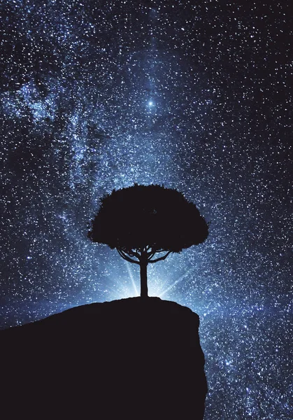 Baum im blauen Raum — Stockfoto