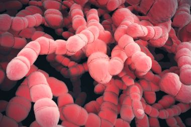 Red bacteria background clipart