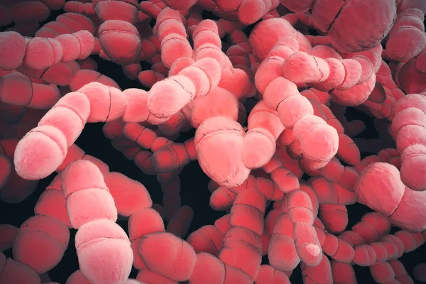 Красные бактерии — стоковое фото