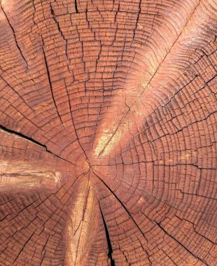 Yıllık halkaları olan yuvarlak ağaç dilimine yakın çekim. Çatlak yüzeyi olan bir çam ağacı gövdesi. İnşaat malzemesi. Kereste hasadı. Yapılandırılmış ağaç gövdesi. Doğal organik doku. Ağaç kesimi