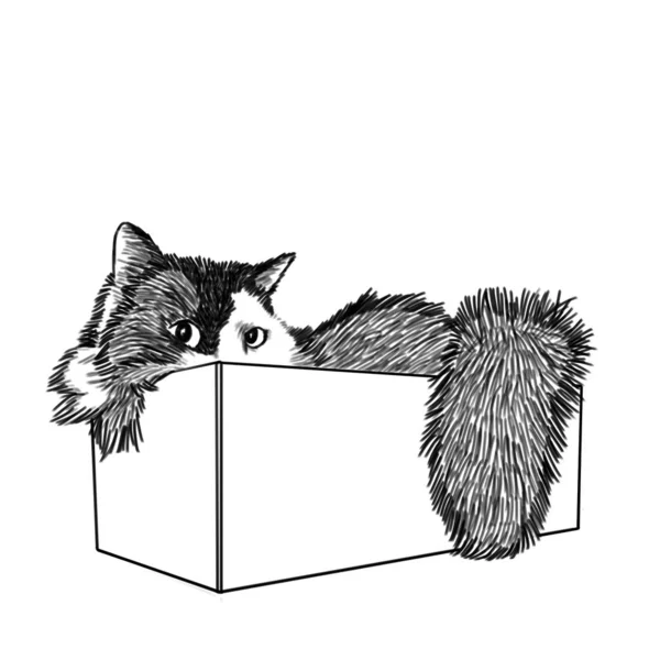Un grosso gatto arruffato è seduto in una scatola di cartone. Il gatto ci guarda con occhi astuti. Ha lo sguardo fisso, il mantello spesso e i baffi lunghi. Illustrazione in linea stile arte per il sito animale — Foto Stock