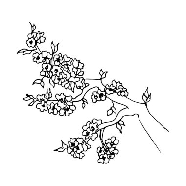 Sakura çiçekleri çiçek açtı. Bahar Japon ya da Çin bayramı için gerçekçi bir çiçek çiçeği. Beyaz arka planda siyah izole edilmiş şirin karalama kiraz bitkisi vektör çizimi. El çizimi mürekkep biçimi