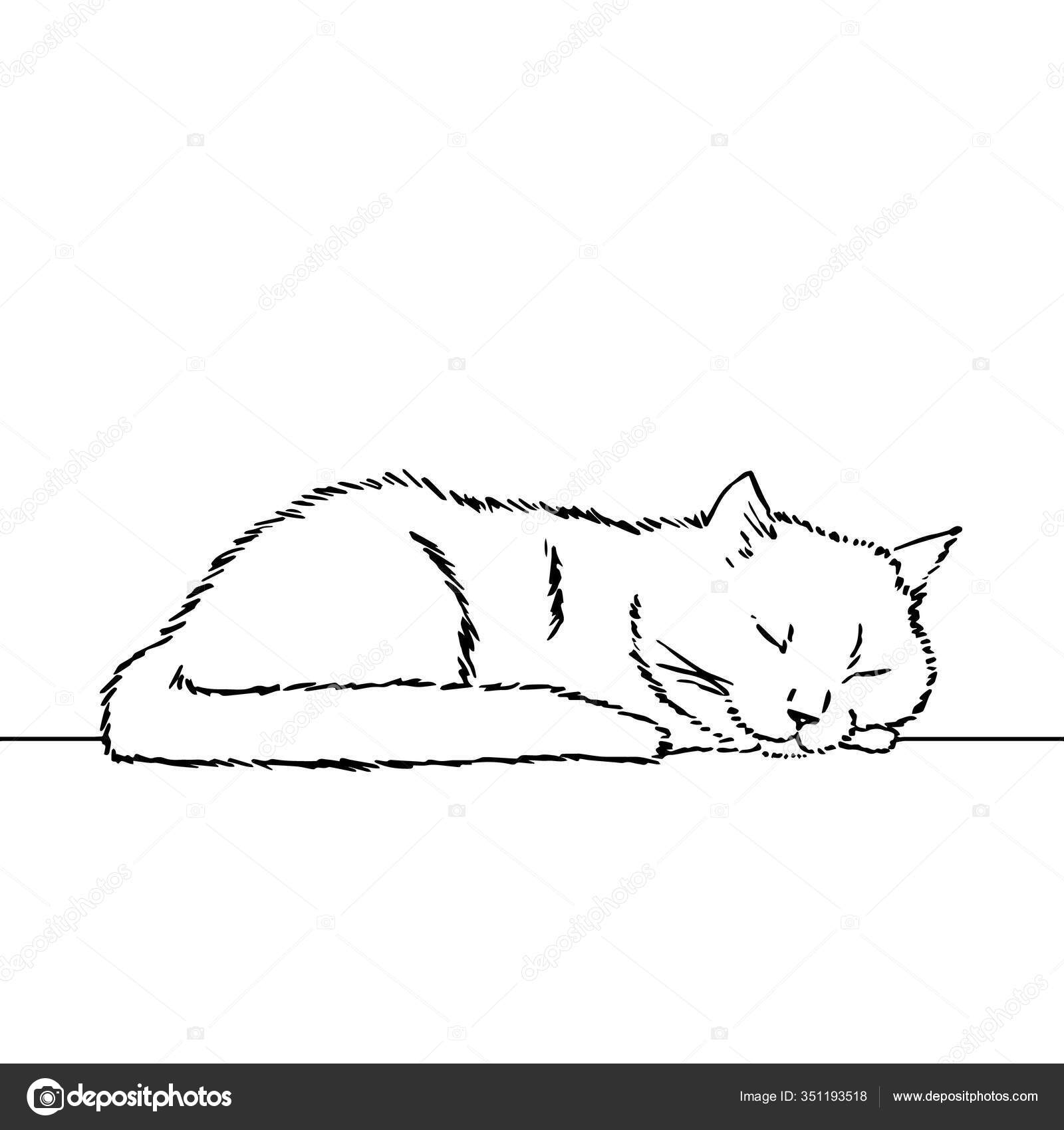 Tegning av en søt sovende katt som hviler hodet på poten. Svart og hvit  illustrasjon av et dyr. Realistisk bilde av et dyr. Vektorisolert  illustrasjonskarakteristikk. Tegning av linje stockvektor © Givasika  #351193518, image size:1600x1700