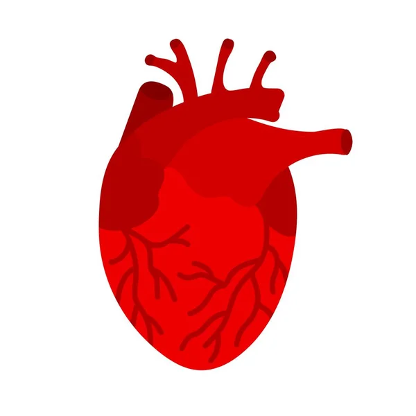 Красное Человеческое Сердце Сердце Является Внутренним Органом Человека Символ Кардиологии — стоковый вектор