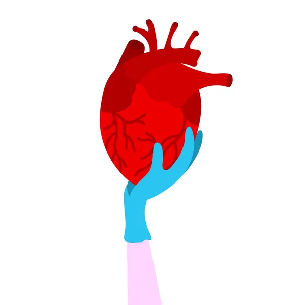 Une Main Dans Gant Médical Tient Cœur Humain Rouge Cœur — Image vectorielle