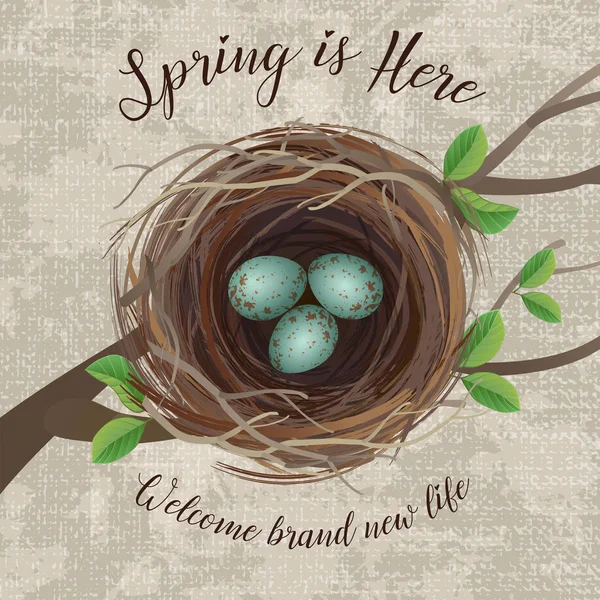 Illustrazione vettoriale del nido d'uccello con uova punteggiate di blu. Un messaggio per l'arrivo della primavera o della Pasqua. Vista dall'alto . — Vettoriale Stock