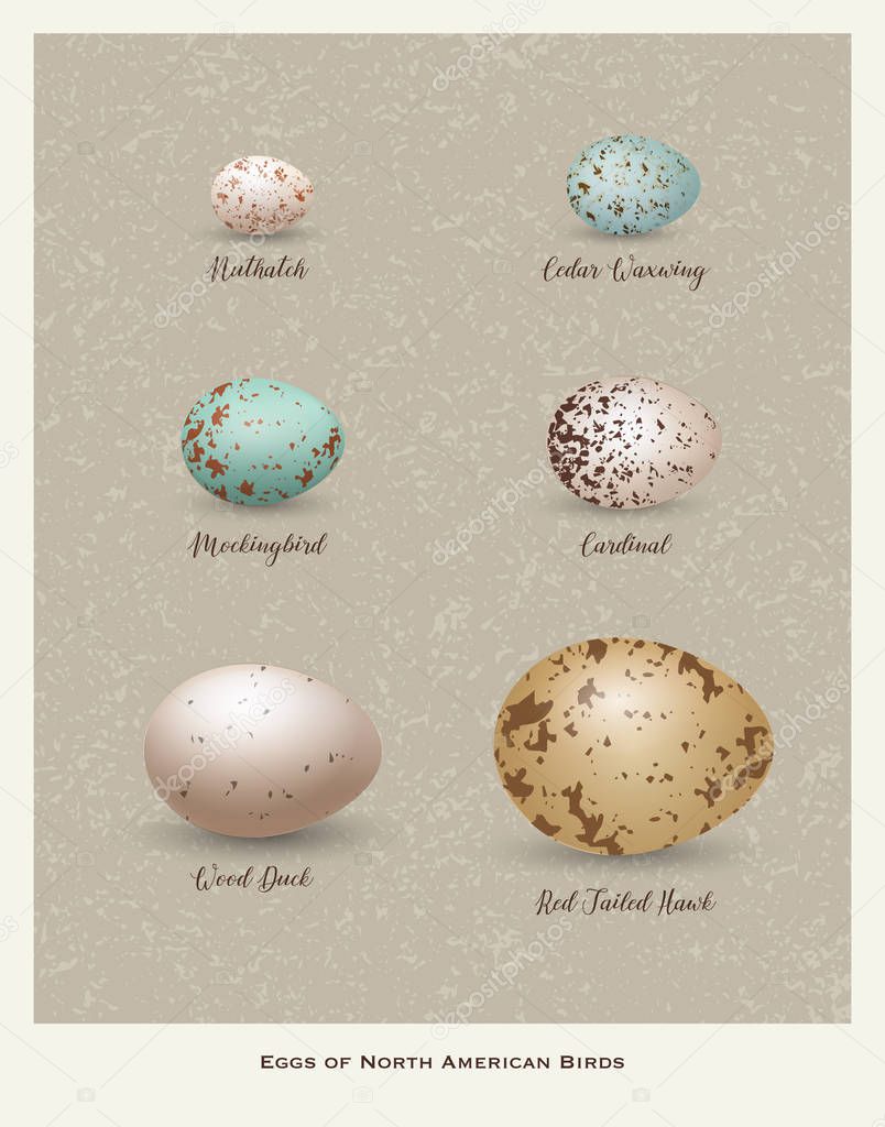 Nature poster of illustrated variety of bird's eggs. Distinctive markings, colors and sizes. Vector Illustration.