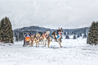 Kızak köpek yarış kar kış rekabet yarışı