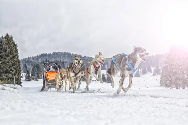 Kızak köpek yarış kar kış rekabet yarışı