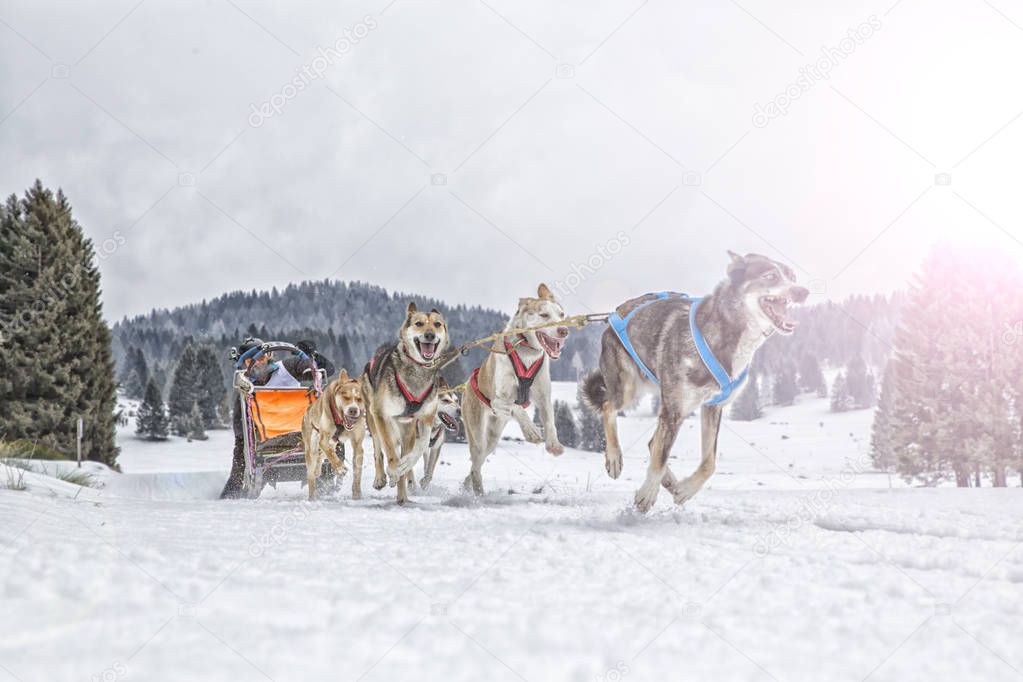 Sled dog racing snow winter competition race