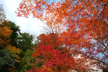 Sonbahar Yaprakları