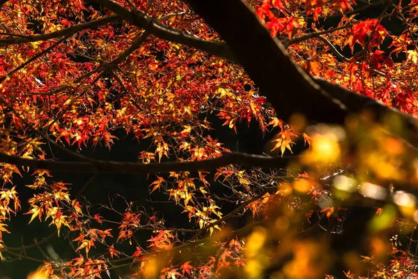 Folhas de Outono — Fotografia de Stock