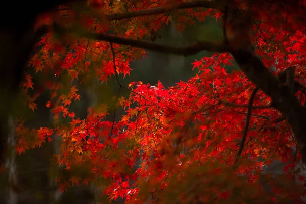 Hojas de otoño — Foto de Stock