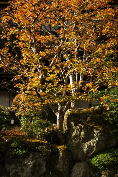 Hojas de otoño —  Fotos de Stock