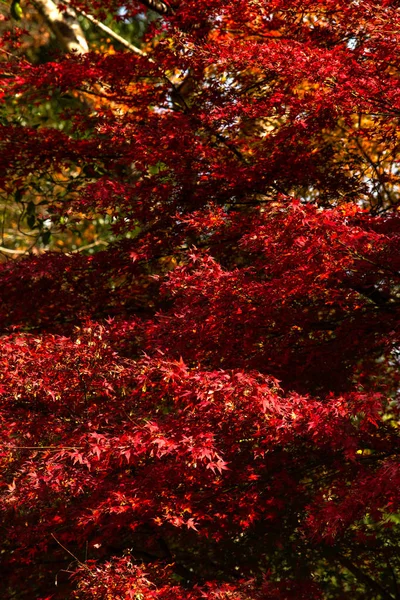 Hojas de otoño — Foto de Stock