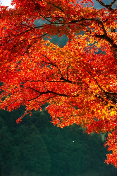 Hojas de otoño — Foto de Stock