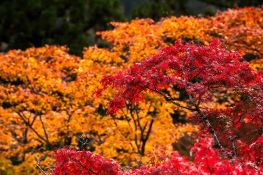 Sonbahar Yaprakları
