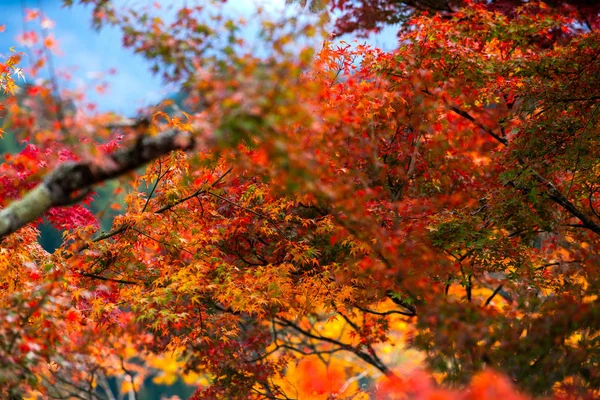 Hojas de otoño — Foto de Stock