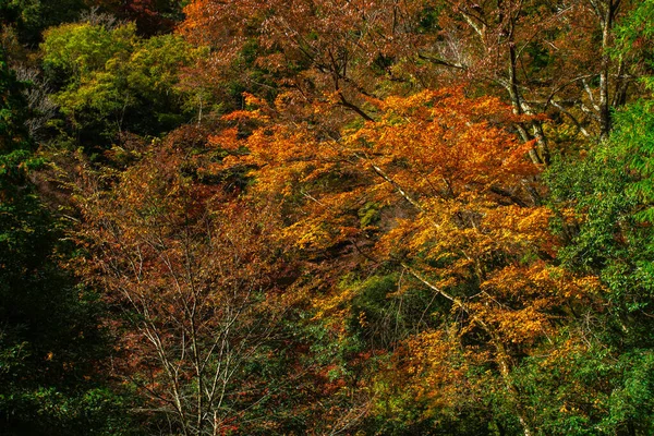 Herbstblätter — Stockfoto