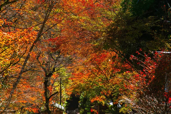 Scène Pittoresque Automne Japon — Photo