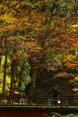 Kurama, Kyoto Bölgesi, Kansai, Japonya - 21 Kasım 2019 - Kurama Dağı 'ndaki Kibune' de sonbahar sahnesi