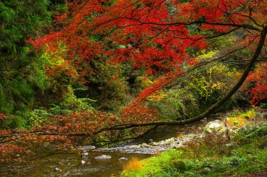 Picturesque scene of autumn in Japan