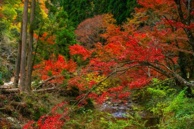 Picturesque scene of autumn in Japan