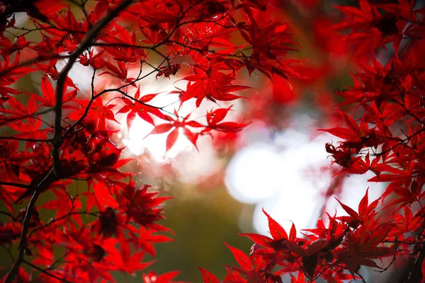 Scène Pittoresque Automne Japon — Photo