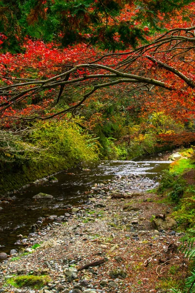 Cena Pitoresca Outono Japão — Fotografia de Stock