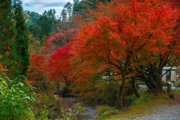 Picturesque Scene Autumn Japan — ストック写真