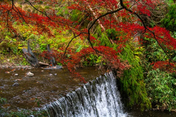 Malerische Herbstszene Japan — Stockfoto