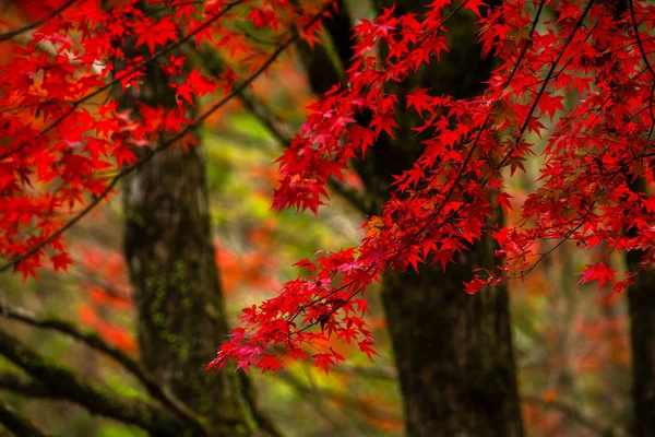 Cena Pitoresca Outono Japão — Fotografia de Stock