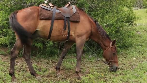 Mountain horses, mountain excursion on horseback. — Stok video