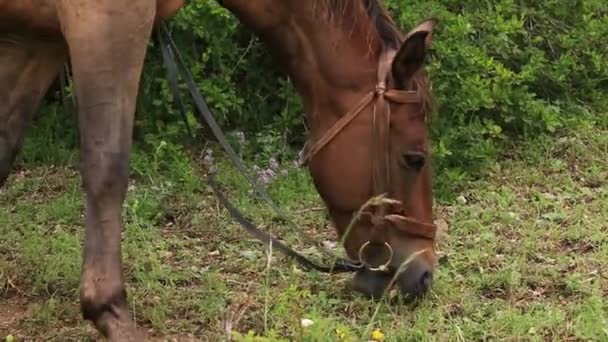 Caballos de montaña, excursión a caballo . — Vídeos de Stock