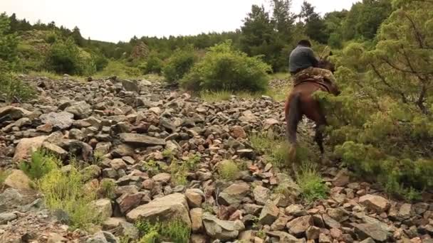 Mountain horses, mountain excursion on horseback. — Stok video