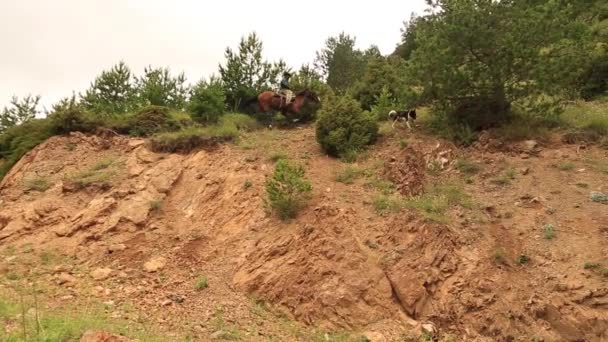 Mountain horses, mountain excursion on horseback. — Stok video