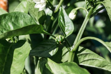 Bahar çiçekleri ve biber yumurtalığı.