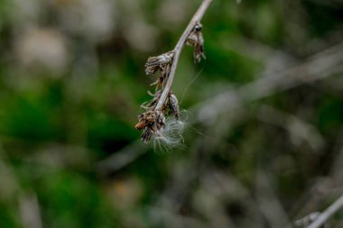 Örümceğin ağındaki kuru dal yeşilliğin arka planında