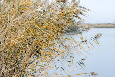 Sonbahar kulaklarında, suyun üzerine eğilmiş.