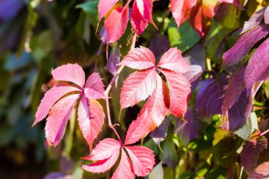 Sonbaharda kırmızı-sarı-yeşil üzüm yaprakları