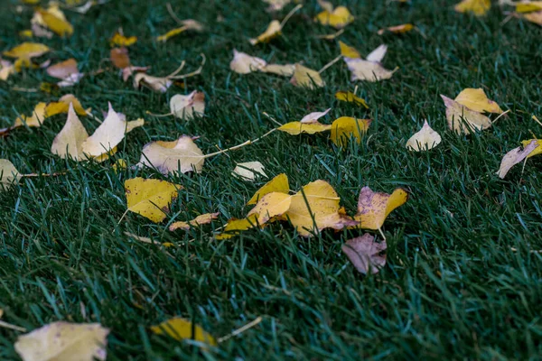 Żółte Jesienne Liście Leżą Zielonej Trawie — Zdjęcie stockowe